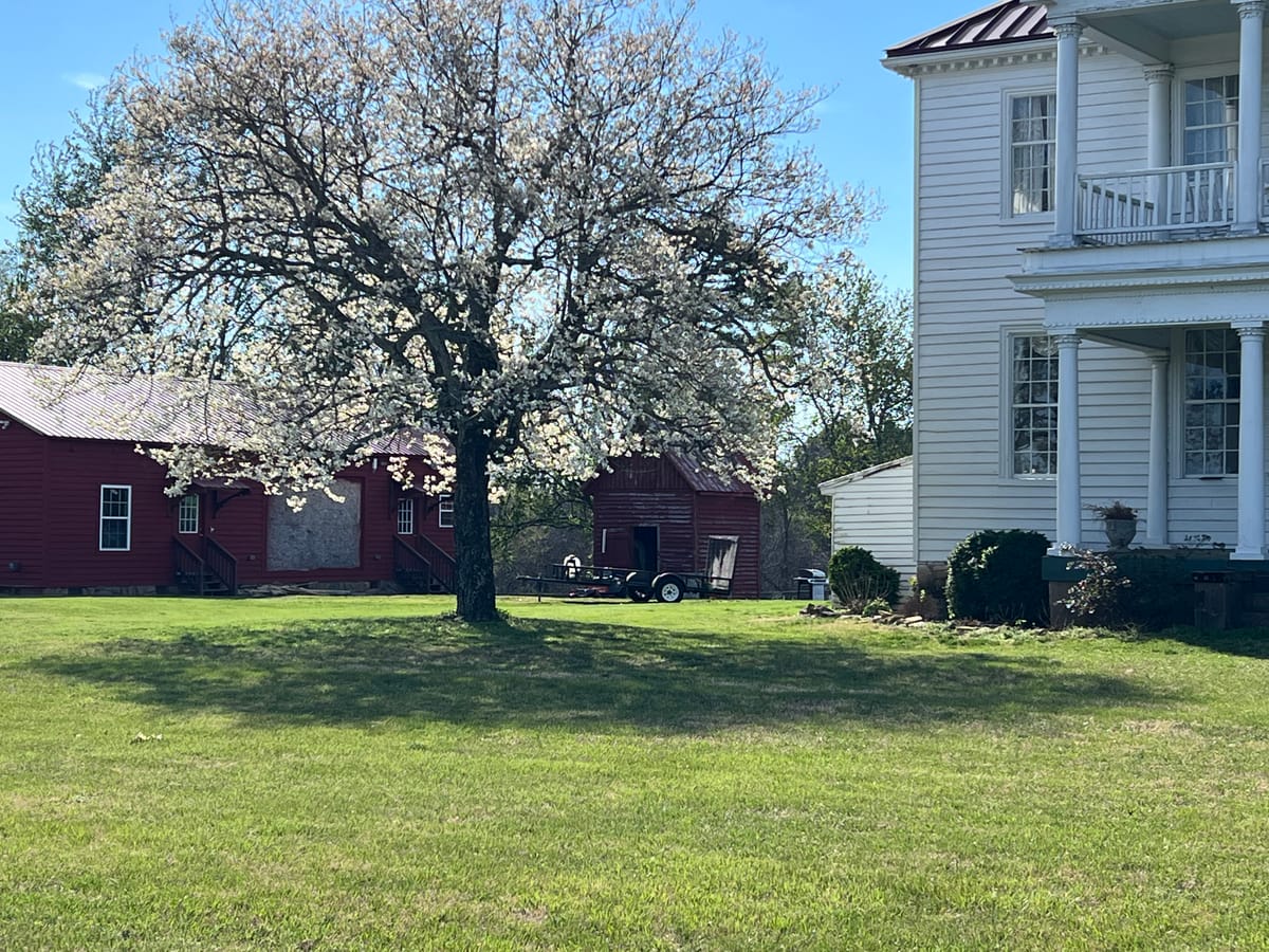 Historic Caswell Property Home to Largest Flowering Dogwood